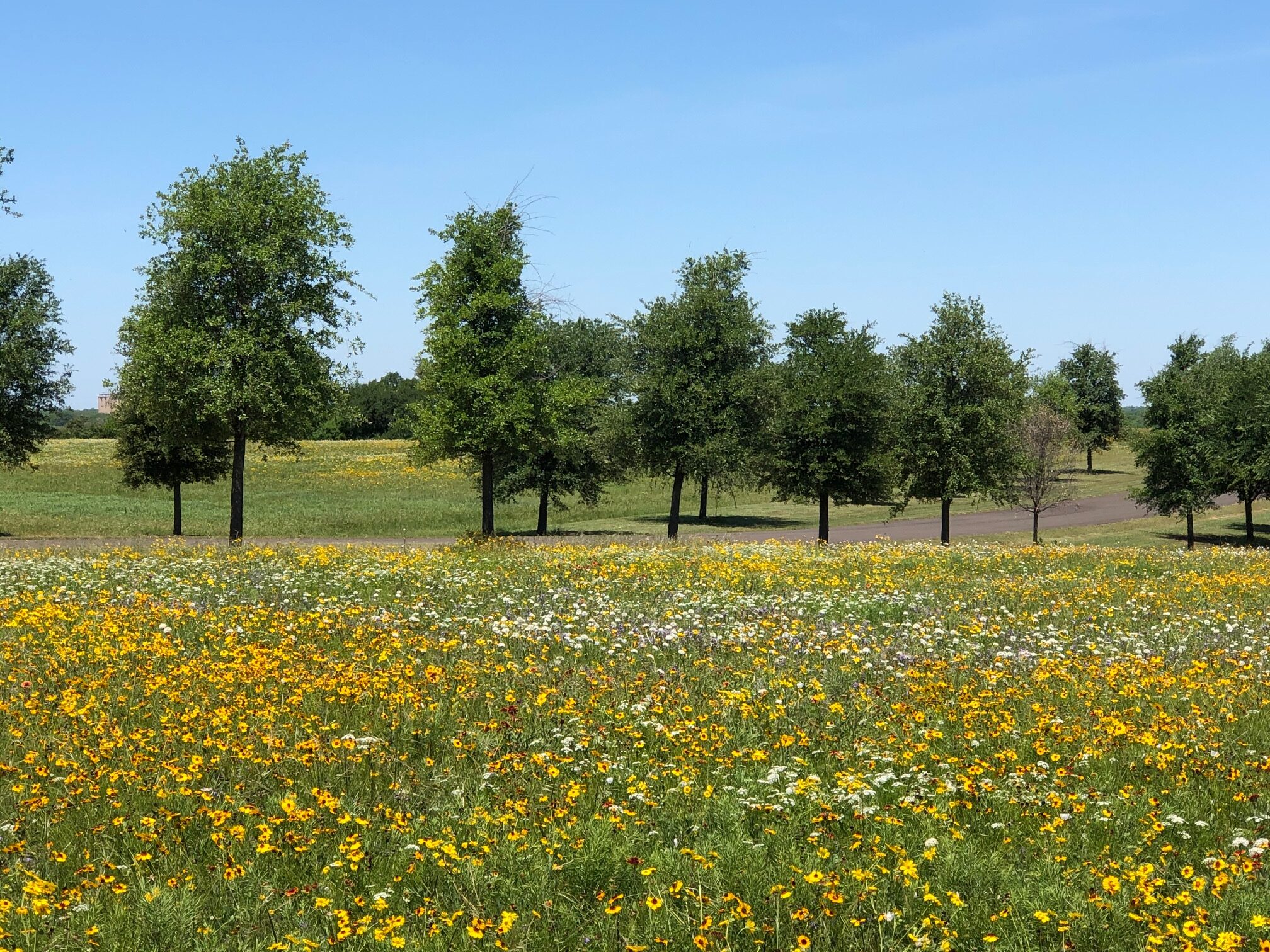 Wildflowers